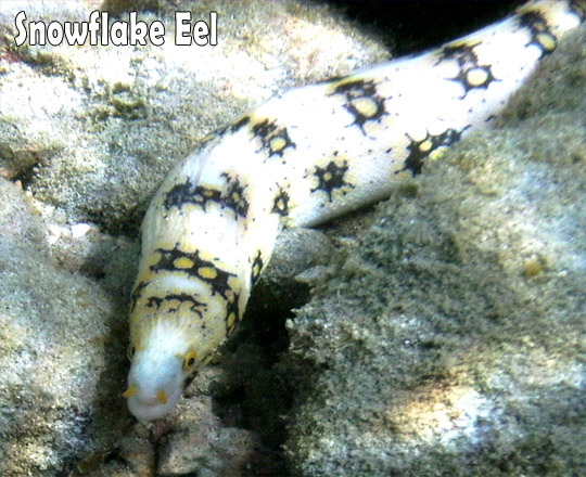 Snowflake Eel
