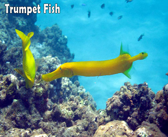 Trumpet Fish