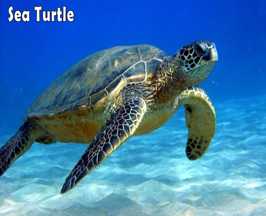 Hanauma Bay Sea Turtle